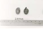 Click for 1 image(s) for this accession. FRUIT
